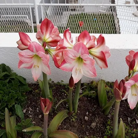 South Side Paradise - Marjan Hill Apartament *