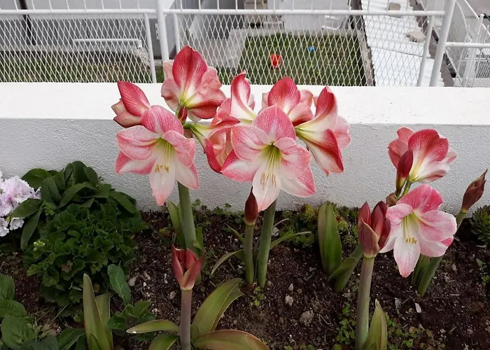 Apartment Angie 2 - Marjan Hill Апартаменти *